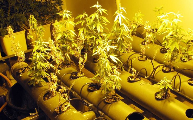 Detenido por cultivar en su casa de Uceda (Guadalajara) 631 plantas de marihuana
