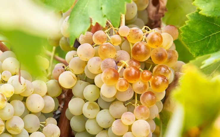 Castilla-La Mancha quiere ir a un “cambio de modelo radical” en el sector del vino con una reducción en la producción y la apuesta por la calidad