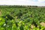 Castilla-La Mancha da garantías a agricultores y ganaderos y aprueba la prórroga de las ayudas agroambientales con más de 40 millones de euros