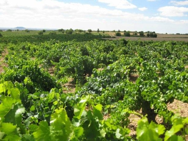 Castilla-La Mancha pide la retirada de al menos 5 millones de hectolitros de vino del mercado y hacerlo con precios por encima de los actuales