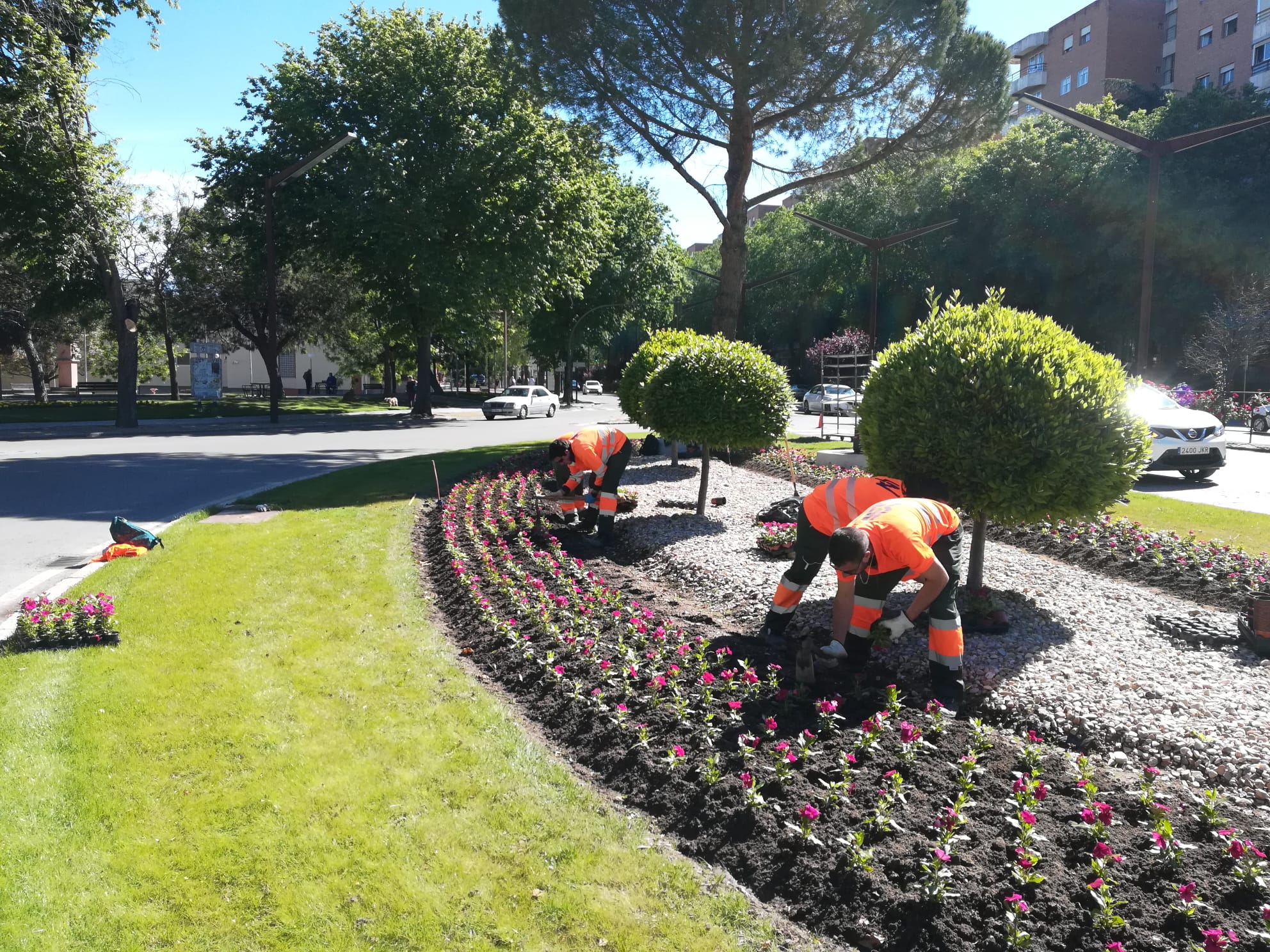 30.000 ejemplares de clavel y vinca adornarán numerosos espacios públicos de la ciudad de Guadalajara