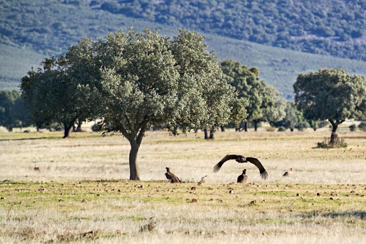 El Gobierno regional lanza una nueva línea de ayudas de 4,8 millones de euros para las áreas de influencia de los parques nacionales de Cabañeros y Las Tablas de Daimiel