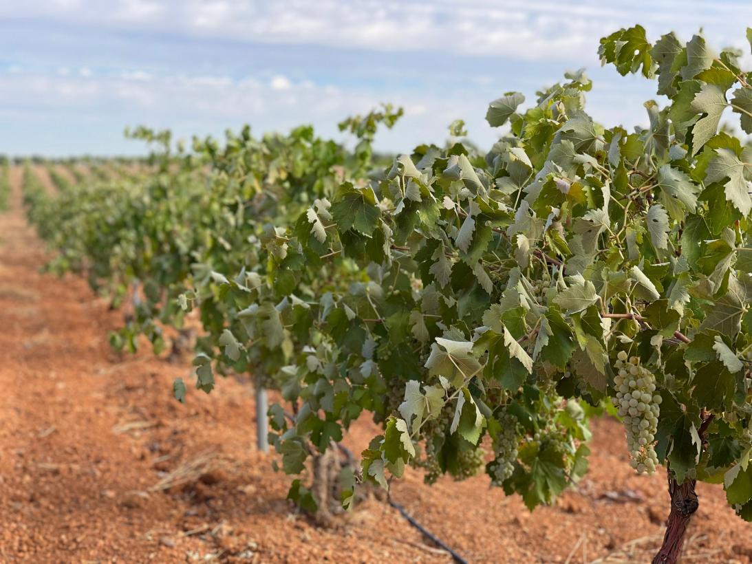 El Gobierno de Castilla-La Mancha espera una campaña vitivinícola rentable para todos, especialmente para los viticultores