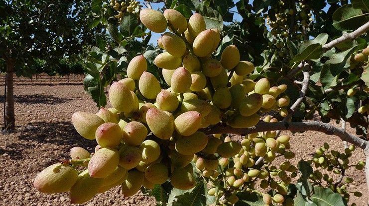 El Gobierno regional impulsa la integración comercial de las industrias agroalimentarias y cooperativas con un millón de euros en ayudas para las Agrupaciones de Productores