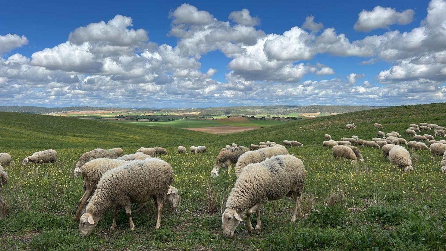 La Consejería de Agricultura, Ganadería y Desarrollo Rural activa su protocolo para aplicar la causa de fuerza mayor de forma individualizada